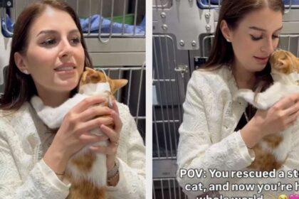 Stray Cat Refuses To Leave Human Who Rescued Him
