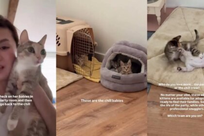 Mama Cat Is Always Checking in on Her Little Babies To Make Sure They’re Doing Well
