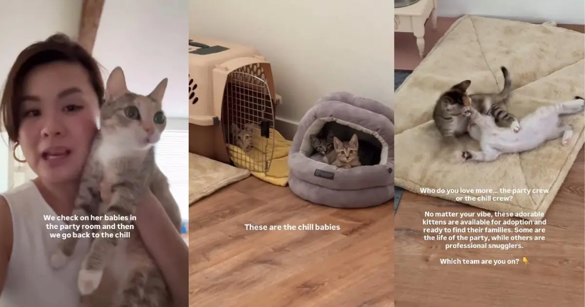 Mama Cat Is Always Checking in on Her Little Babies To Make Sure They’re Doing Well