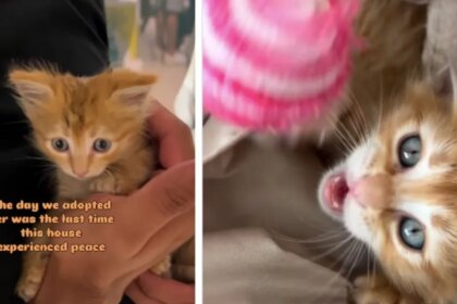Tiny Rescue Kitten Brings Love & Joy but Also Hints of Chaos to Family After Adoption