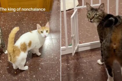 Cat Opens Tiny Door ‘Nonchalantly’, Before Looking Back for Recognition