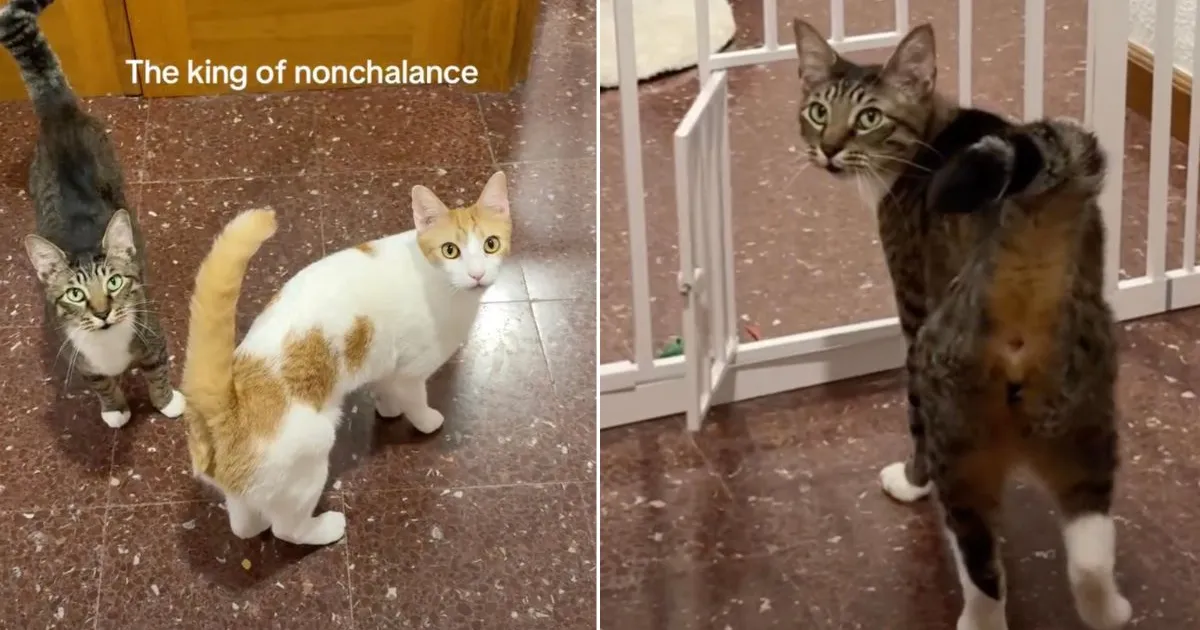 Cat Opens Tiny Door ‘Nonchalantly’, Before Looking Back for Recognition