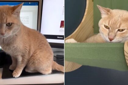 Cat Left Alone With Spare Human for 5 Days Barely Survives the Ordeal