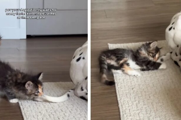 Rescue Kitten's Growing Trust in Dog Has the Internet Melting