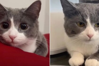 Owner Shows Many Expressions of Cat, All Adorable