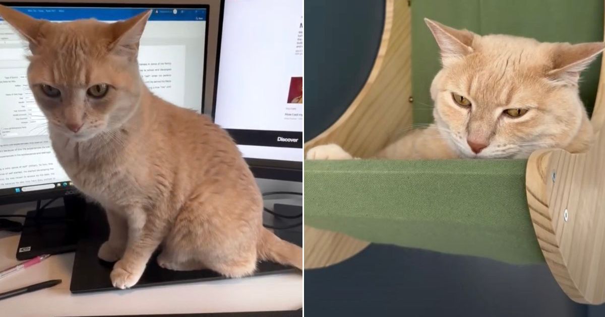 Cat Left Alone With Spare Human for 5 Days Barely Survives the Ordeal