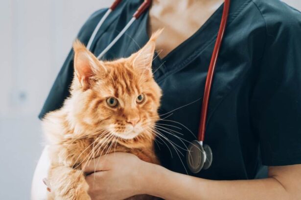 Vet holding stethoscope and ginger Maine Coon cat