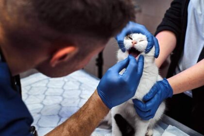 Broken Jaws in Cats: Diagnosis, Treatment & Prevention