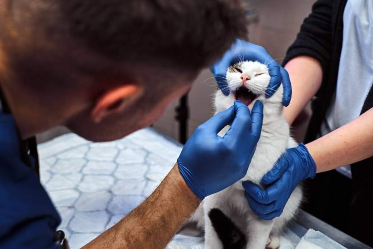 Broken Jaws in Cats: Diagnosis, Treatment & Prevention