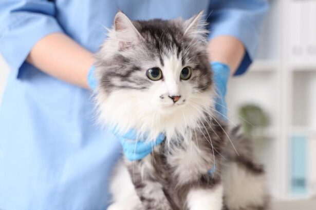 Veterinarian examining cute cat after sterilization