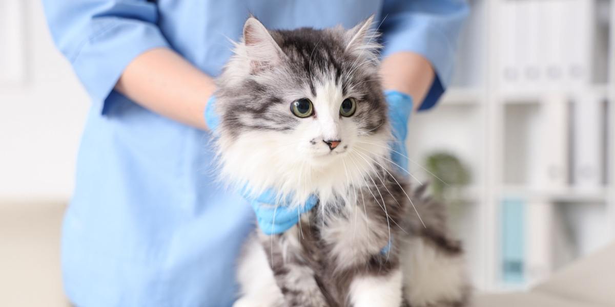 Veterinarian examining cute cat after sterilization