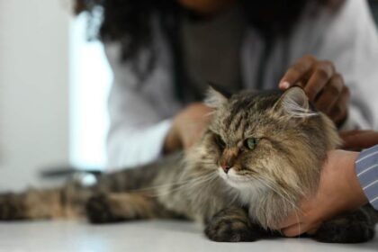 Veterinarian examining main coon tabby cat