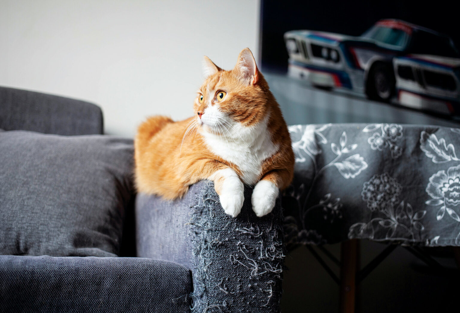 Surprising Reason Cats Scratch Furniture—and How to Make Them Stop