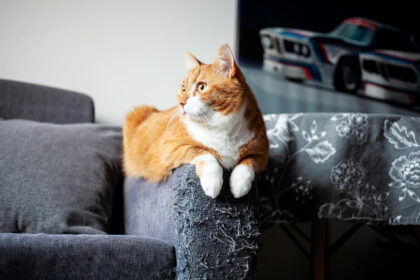 Surprising Reason Cats Scratch Furniture—and How to Make Them Stop