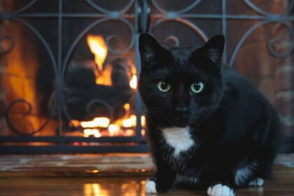 Winter Cats