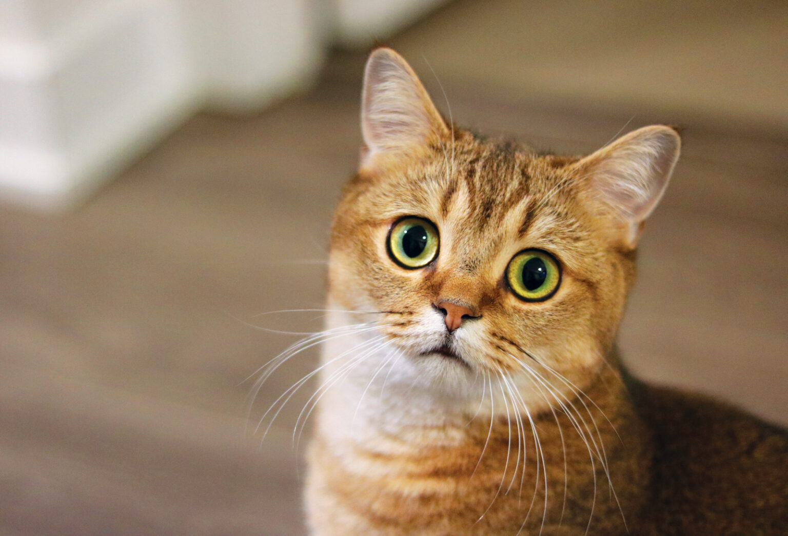 Your Cat is Trying to Tell You Something. You Just Don’t Understand.
