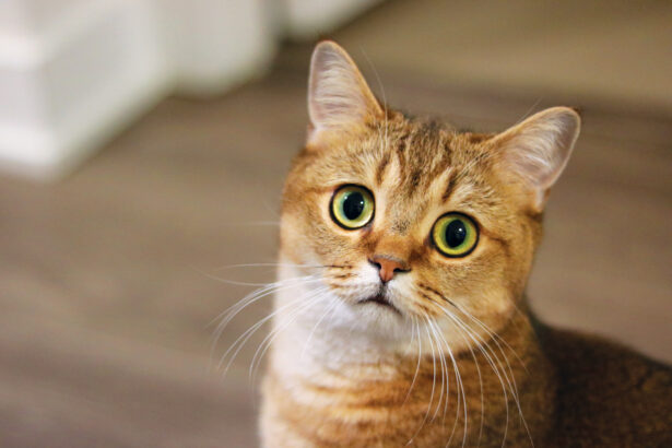 Your Cat is Trying to Tell You Something. You Just Don’t Understand.