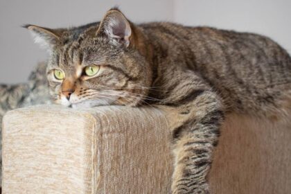 adult cat lies sad on the sofa