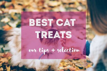 All-Around Best Cat Treats (Dental Care, Health, & More)
