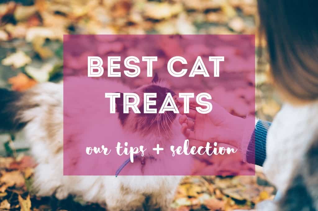 All-Around Best Cat Treats (Dental Care, Health, & More)