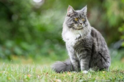 blue tabby maine coon cat sitting outdoor