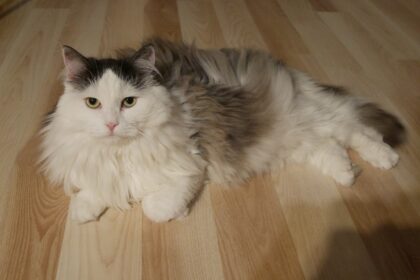 10 Best Cat Breeds That Get Along with Dogs