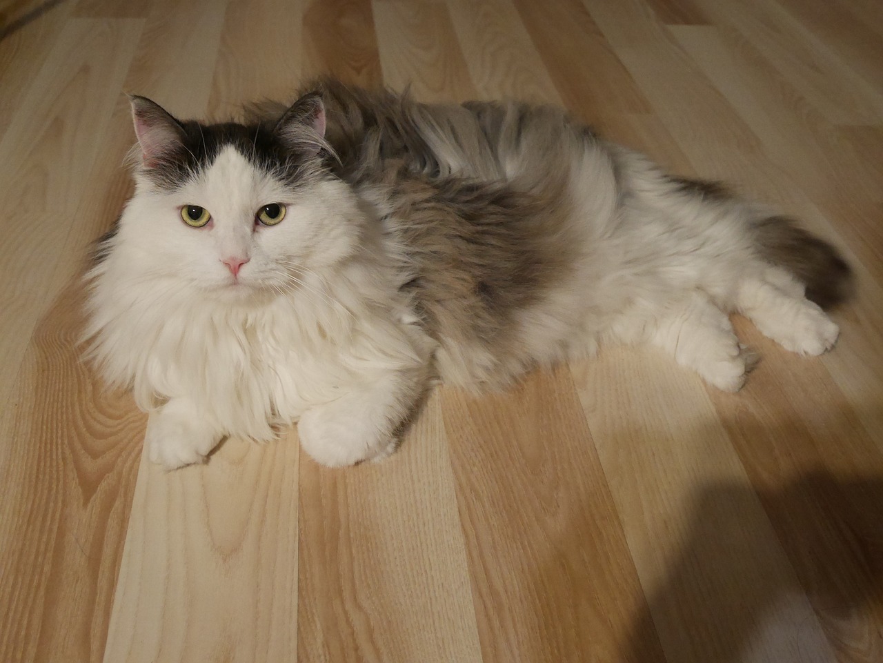 10 Best Cat Breeds That Get Along with Dogs
