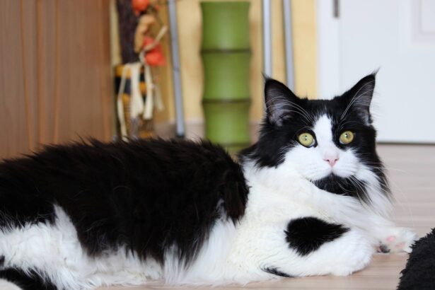 5 Best Cat Breeds for Introducing to Dogs