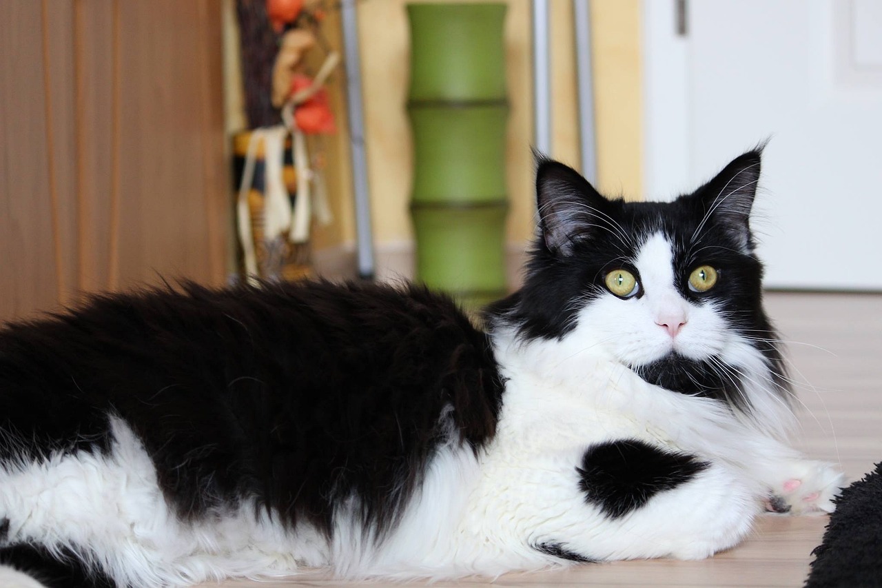 5 Best Cat Breeds for Introducing to Dogs