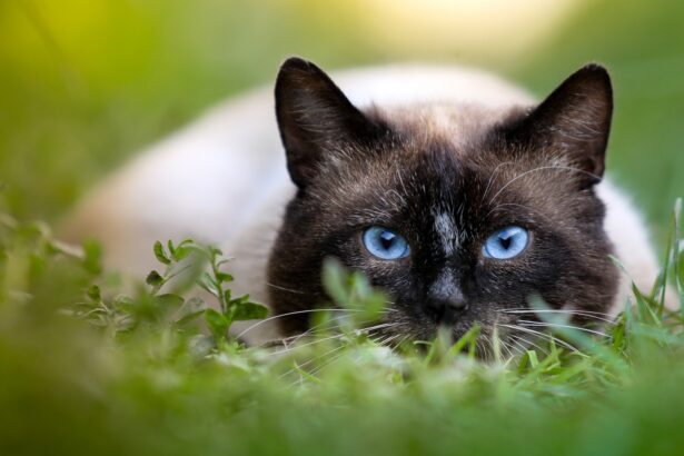 The 8 Smartest Cat Breeds