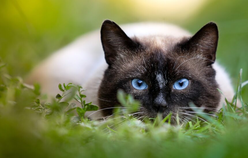 The 8 Smartest Cat Breeds