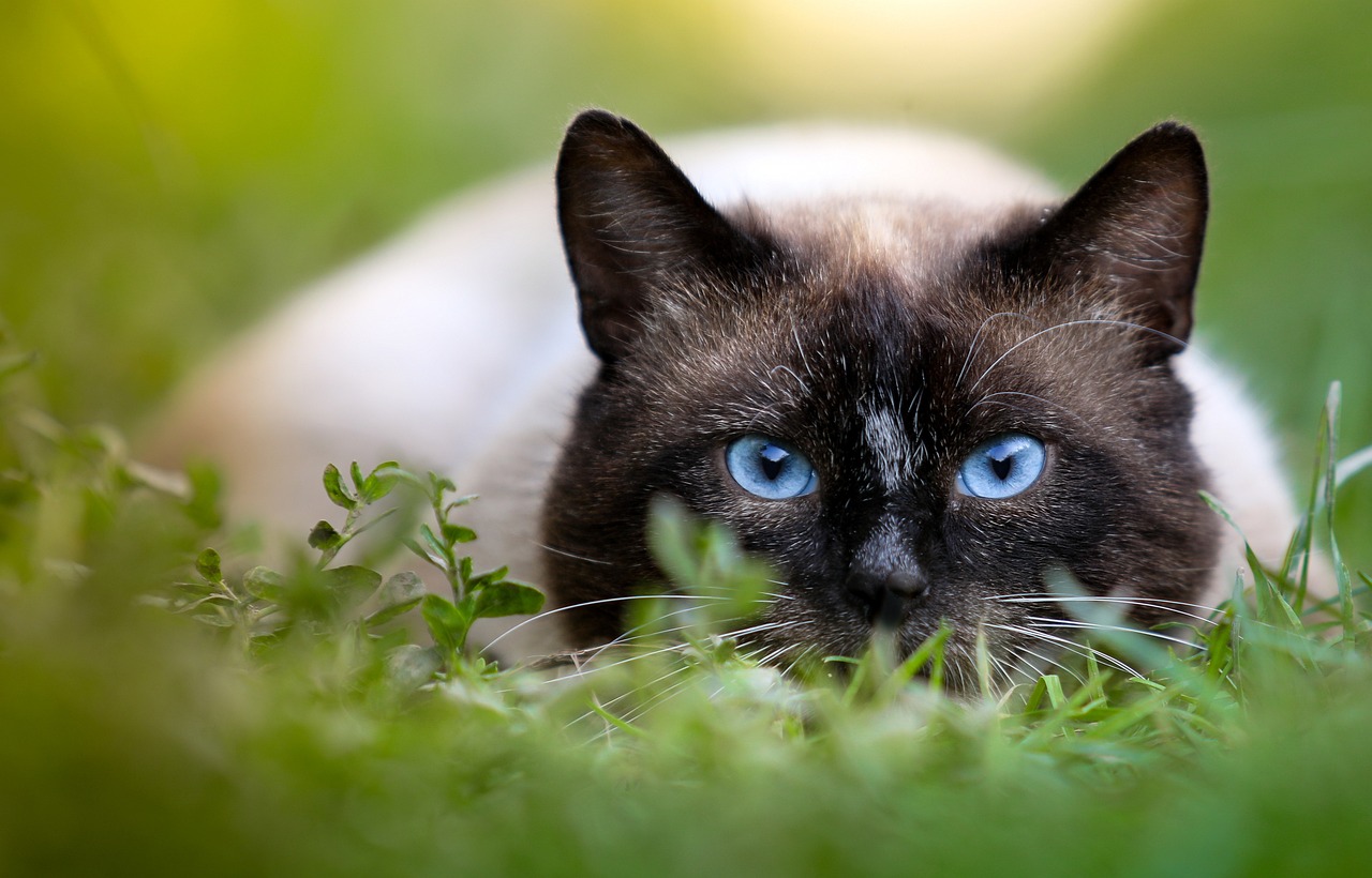 The 8 Smartest Cat Breeds