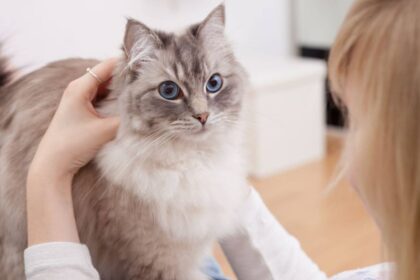 10 Ways To Keep Cats Entertained In A Small Apartment