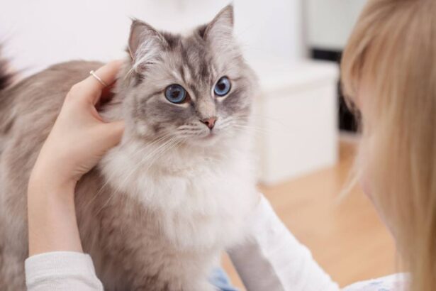 10 Ways To Keep Cats Entertained In A Small Apartment