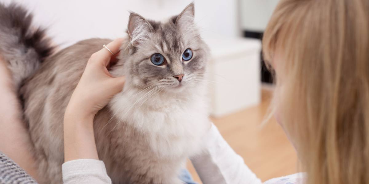 10 Ways To Keep Cats Entertained In A Small Apartment