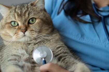 cat being held by veterinarian with stethoscope placed on the chest