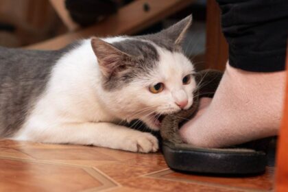 cat bite