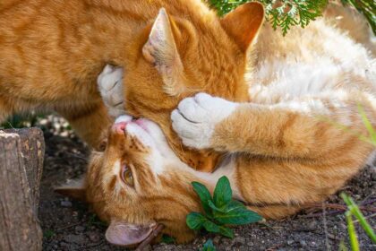Why Do Cats Bite Each Other's Necks?