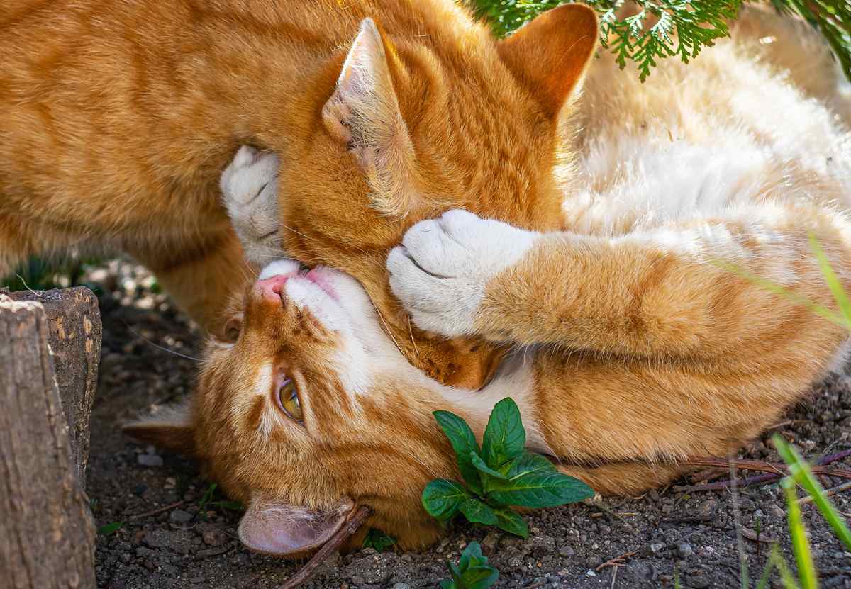 Why Do Cats Bite Each Other's Necks?