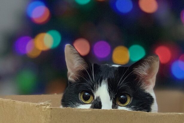 How to Ensure Your Cat's Safety and Happiness During Christmas