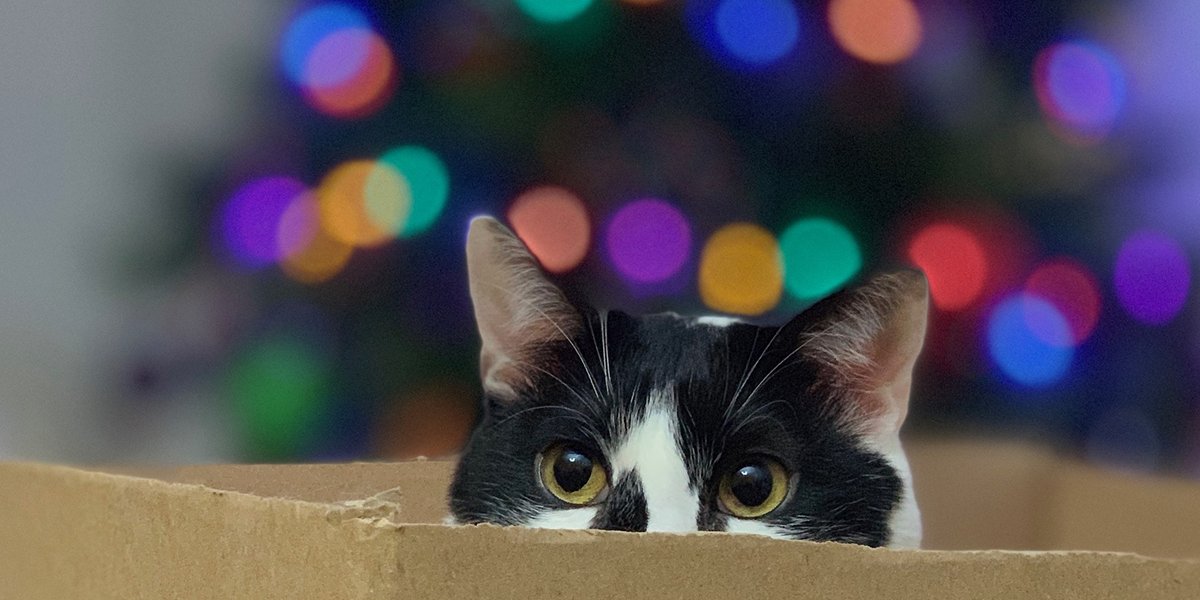 How to Ensure Your Cat's Safety and Happiness During Christmas