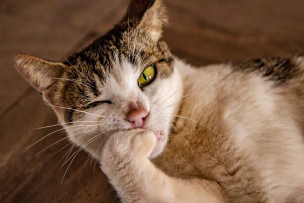 Cat eating its nails.
