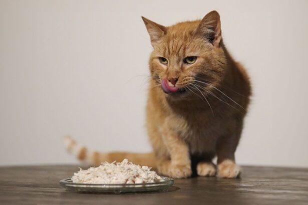 Understanding Prescription Cat Food for Specialized Diets