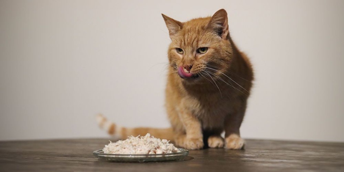 Understanding Prescription Cat Food for Specialized Diets