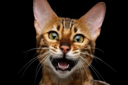 Vocal cat captured mid-meow, mouth open and making a sound, expressing communication and emotion.