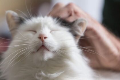 An image capturing a contented cat in the act of purring, possibly shown in a relaxed and comfortable state, reflecting the soothing and pleasurable vocalization often associated with feline happiness.