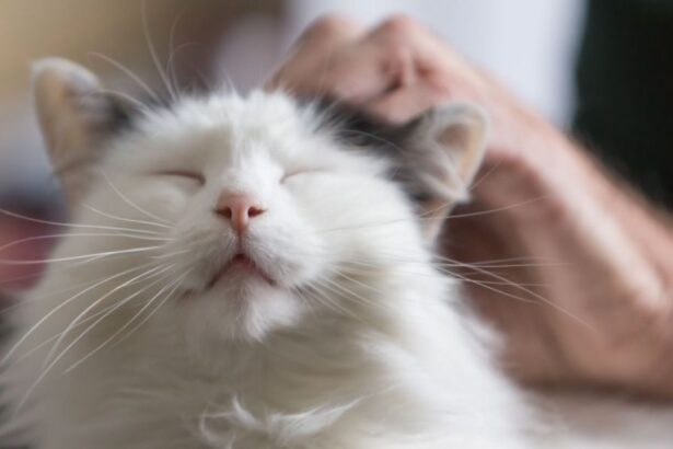 An image capturing a contented cat in the act of purring, possibly shown in a relaxed and comfortable state, reflecting the soothing and pleasurable vocalization often associated with feline happiness.