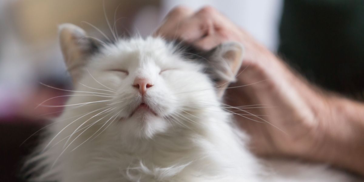 An image capturing a contented cat in the act of purring, possibly shown in a relaxed and comfortable state, reflecting the soothing and pleasurable vocalization often associated with feline happiness.