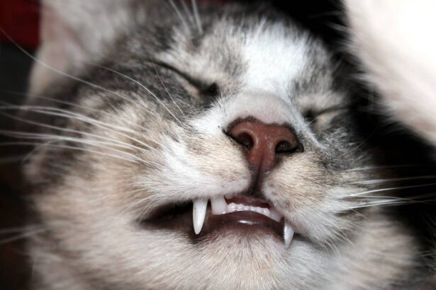 Spay and Neuter Awareness Month: A Comprehensive Guide for Cat Owners