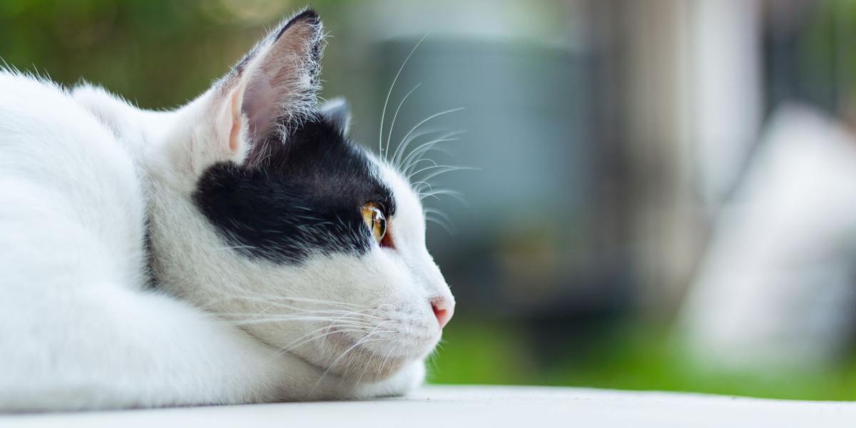 What Do Cats Think About? Science May Finally Have the Answer